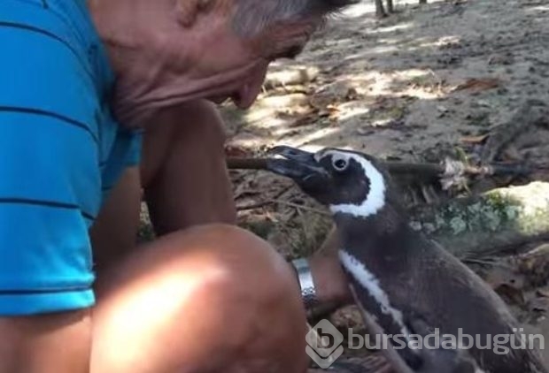 Dünya bu olayı konuşuyor: Penguenin vefası