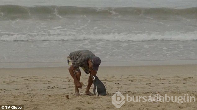 Dünya bu olayı konuşuyor: Penguenin vefası