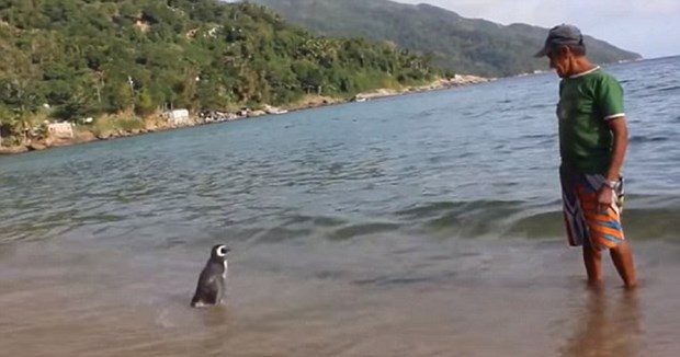 Her yıl 8 kilometre yüzerek minnetini gösteriyor