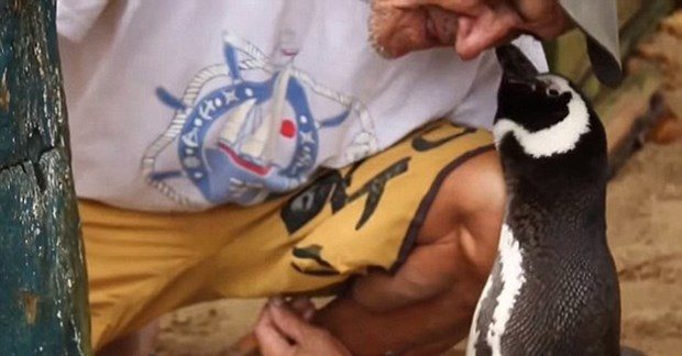 Her yıl 8 kilometre yüzerek minnetini gösteriyor