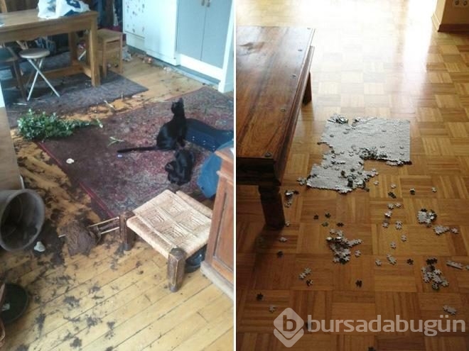 Sahiplerinin başı bu kedilerle dertte!