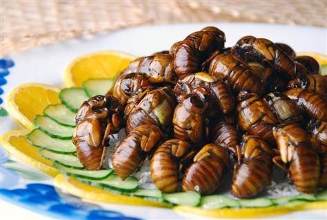 AB'in yeni gıdası: Böcekler