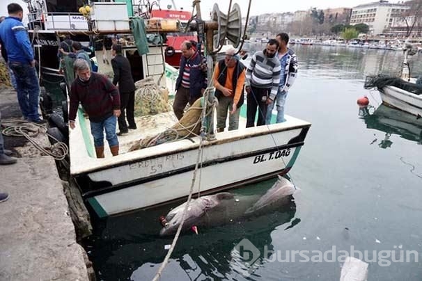 Marmara'da dev köpek balığı yakalandı