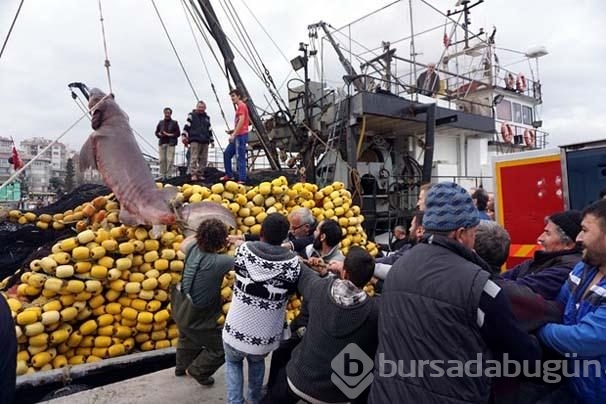 Marmara'da dev köpek balığı yakalandı