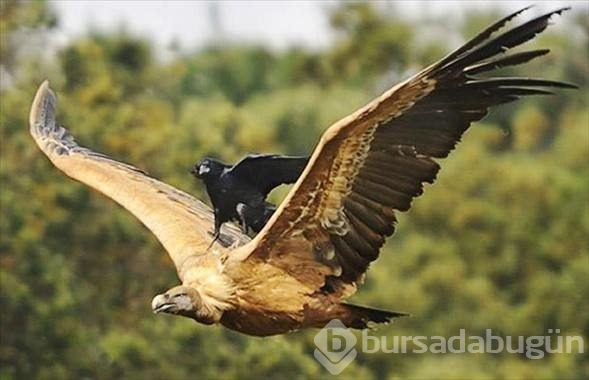Hayvanların büyük kapışması!