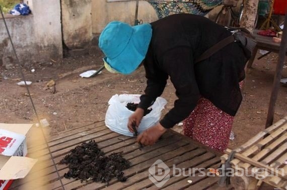 Hap gibi örümcek yutuyorlar