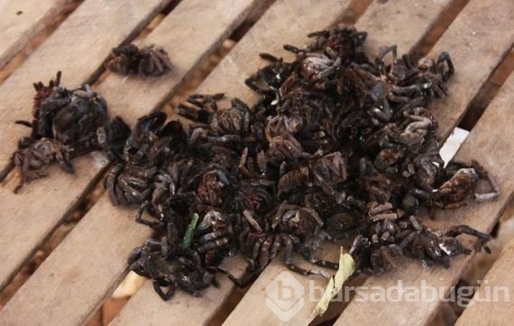 Hap gibi örümcek yutuyorlar