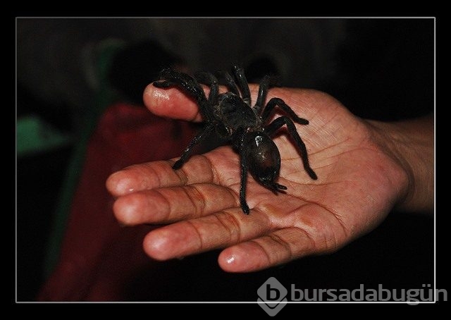 Hap gibi örümcek yutuyorlar