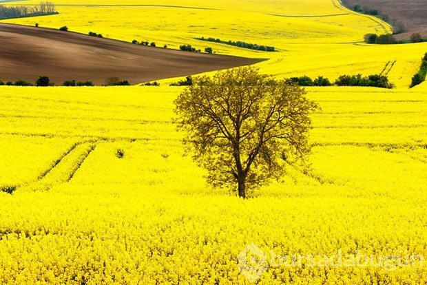 Fotoğrafçıların yeni uğrak noktası