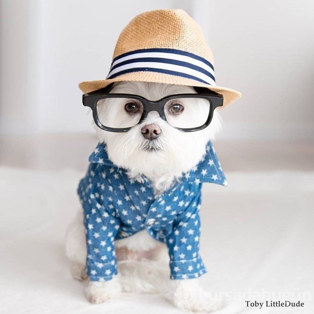 Instagram'ın yeni fenomeni: Hipster köpek