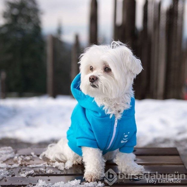 Instagram'ın yeni fenomeni: Hipster köpek