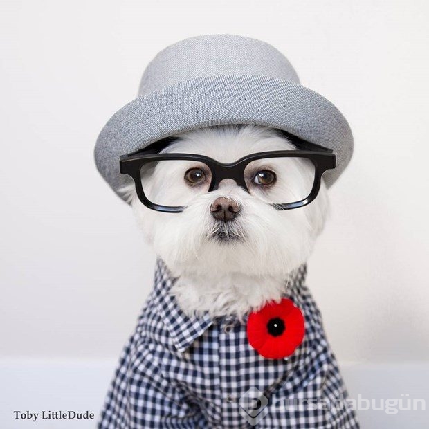 Instagram'ın yeni fenomeni: Hipster köpek