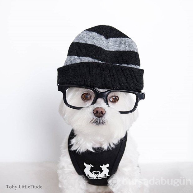 Instagram'ın yeni fenomeni: Hipster köpek