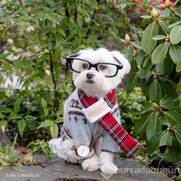 Instagram'ın yeni fenomeni: Hipster köpek