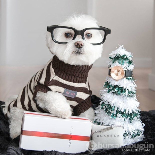 Instagram'ın yeni fenomeni: Hipster köpek