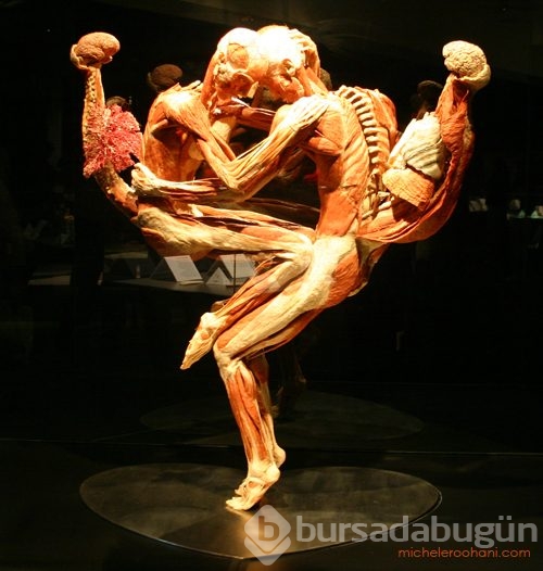 İnsanda bulunan 10 körelmiş organ