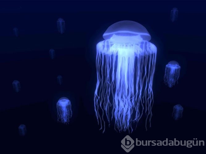 Dünyanın en ölümcül canlıları