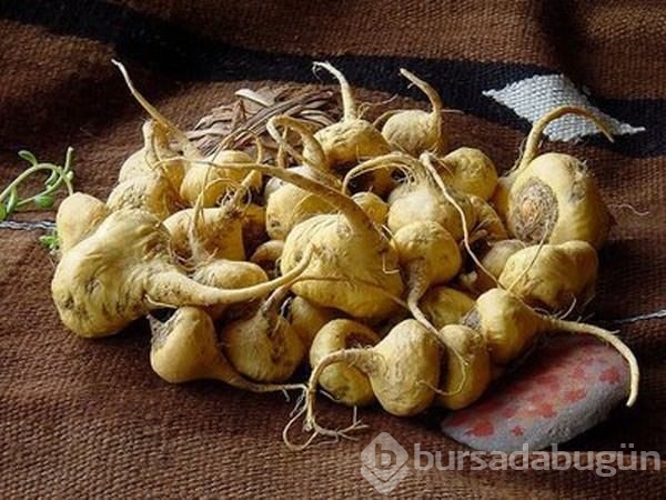 Genç kalmanın sırrı bu bitkide