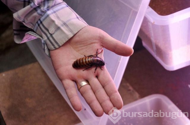 Canlı böcek üretim çiftlikleri sevkiyata başladı