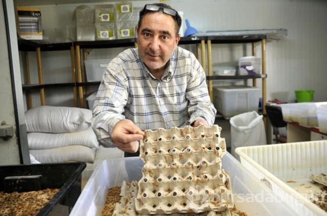 Canlı böcek üretim çiftlikleri sevkiyata başladı