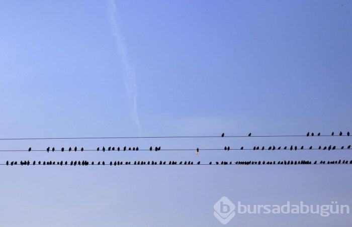 Sığırcıkların muhteşem dansı