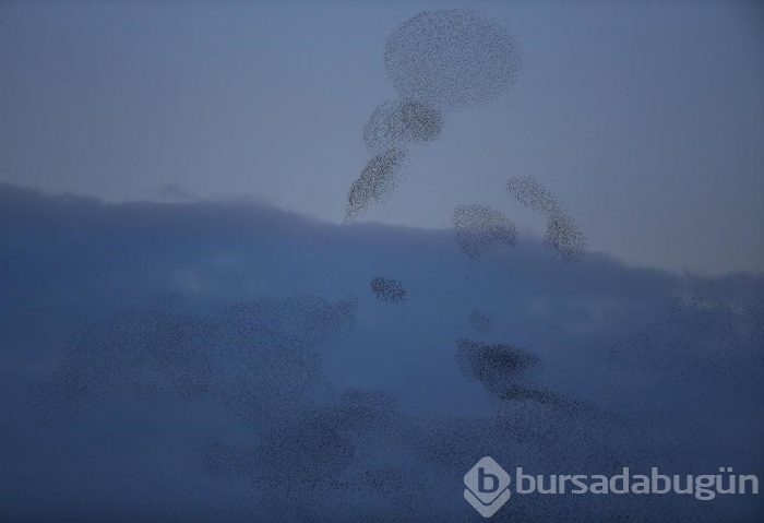 Sığırcıkların muhteşem dansı