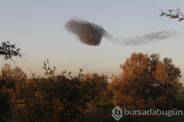 Sığırcıkların muhteşem dansı