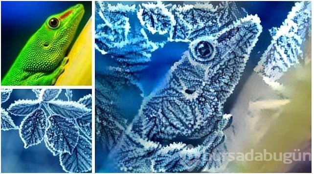 Rastgele fotoğrafları birleştirince...