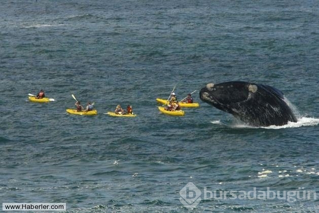 Kanoyla dolaşan turistler dev balina ile burun buruna geldi