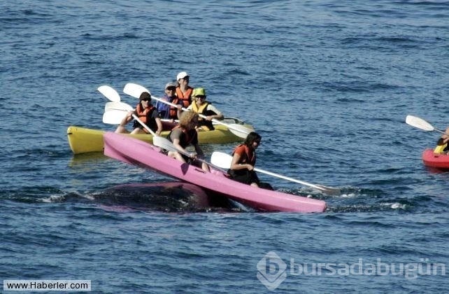 Kanoyla dolaşan turistler dev balina ile burun buruna geldi