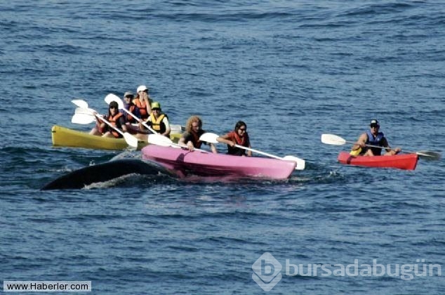 Kanoyla dolaşan turistler dev balina ile burun buruna geldi