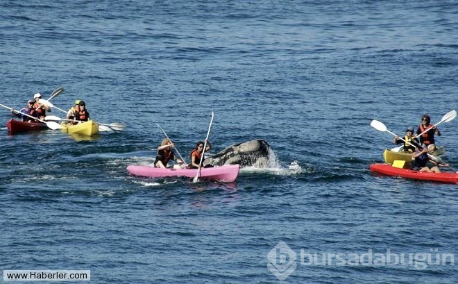 Kanoyla dolaşan turistler dev balina ile burun buruna geldi