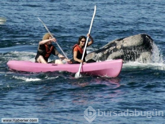 Kanoyla dolaşan turistler dev balina ile burun buruna geldi