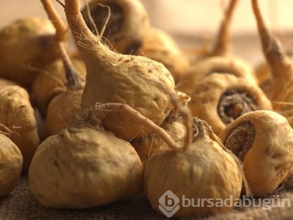 Genç kalmanın sırrı bu bitkide	