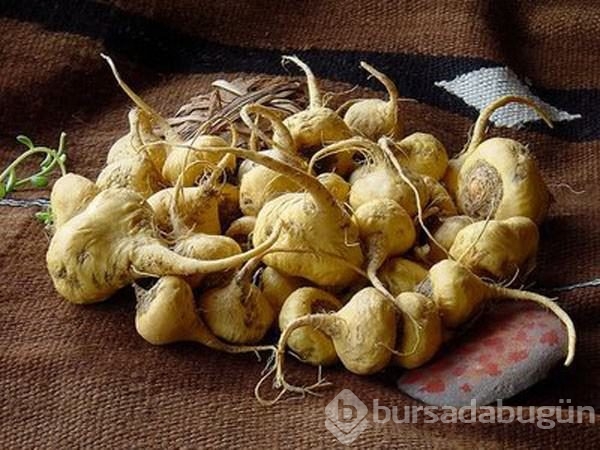 Genç kalmanın sırrı bu bitkide	