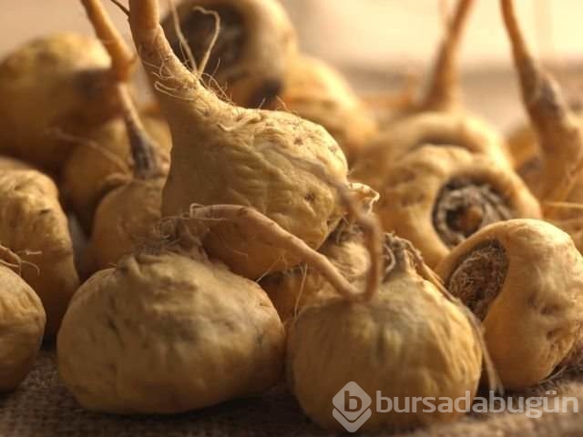 Genç kalmanın sırrı bu bitkide	