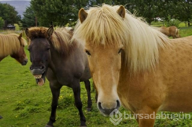 Kadraja giren 'davetsiz misafirler'