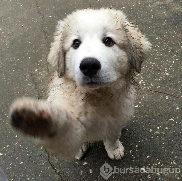 Sevimlilik abidesi 16 yavru köpek