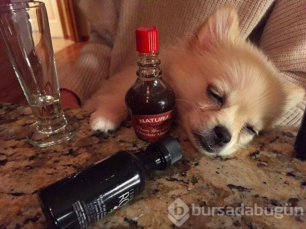 Sevimlilik abidesi 16 yavru köpek
