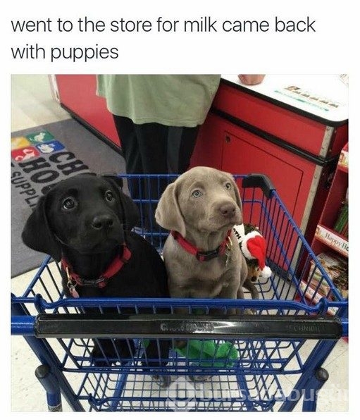 Sevimlilik abidesi 16 yavru köpek