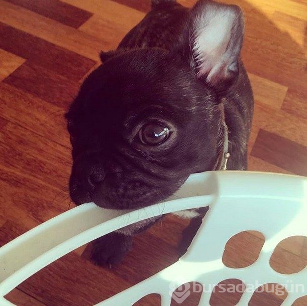 Sevimlilik abidesi 16 yavru köpek