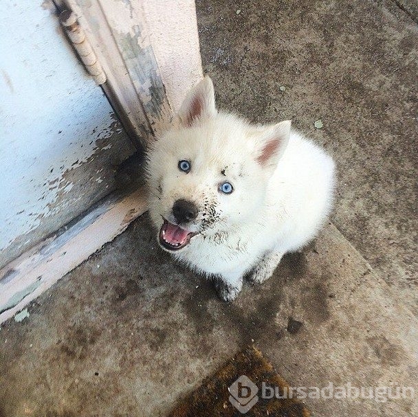 Sevimlilik abidesi 16 yavru köpek