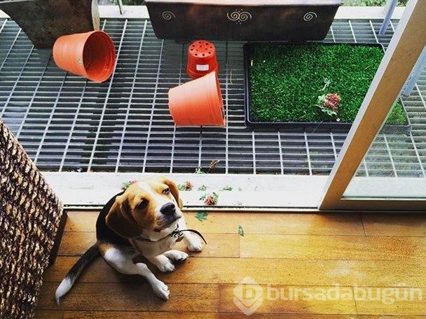 Sevimlilik abidesi 16 yavru köpek