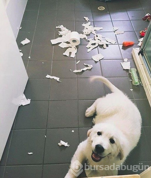 Sevimlilik abidesi 16 yavru köpek