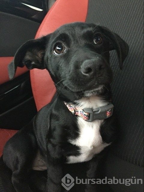 Sevimlilik abidesi 16 yavru köpek