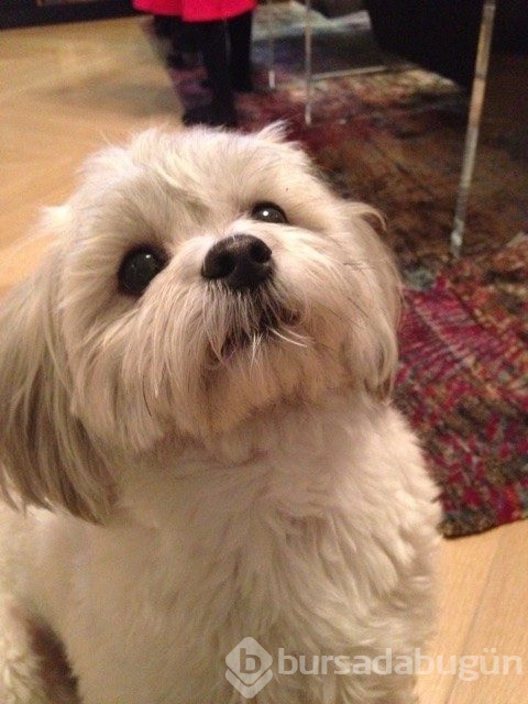 Sevimlilik abidesi 16 yavru köpek