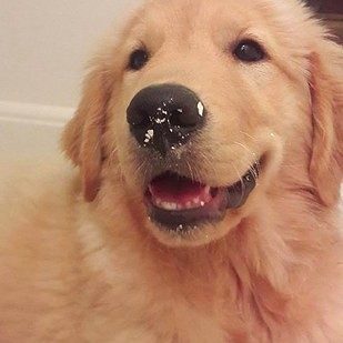 Sevimlilik abidesi 16 yavru köpek