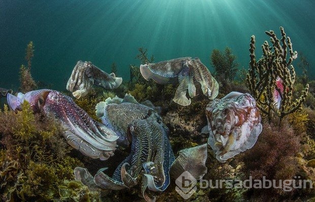 World Photography Awards'un kazananları belli oldu
