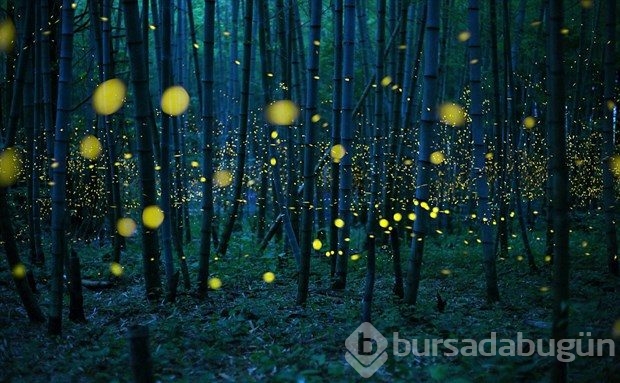 World Photography Awards'un kazananları belli oldu
