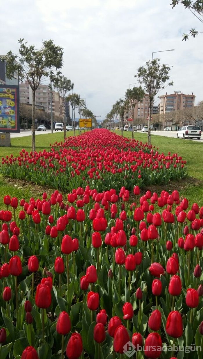 Bursa'da lale devri